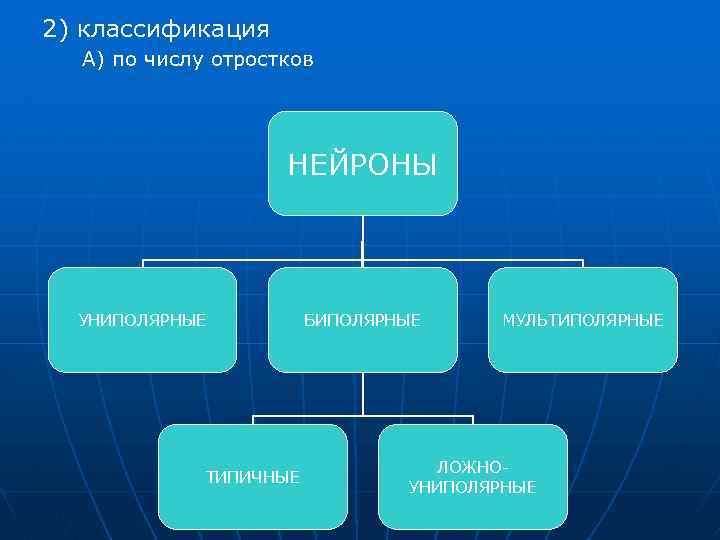 2) классификация А) по числу отростков НЕЙРОНЫ УНИПОЛЯРНЫЕ ТИПИЧНЫЕ БИПОЛЯРНЫЕ МУЛЬТИПОЛЯРНЫЕ ЛОЖНОУНИПОЛЯРНЫЕ 