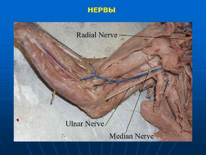 НЕРВЫ 