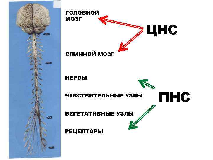 ГОЛОВНОЙ МОЗГ ЦНС СПИННОЙ МОЗГ НЕРВЫ ЧУВСТВИТЕЛЬНЫЕ УЗЛЫ ВЕГЕТАТИВНЫЕ УЗЛЫ РЕЦЕПТОРЫ ПНС 