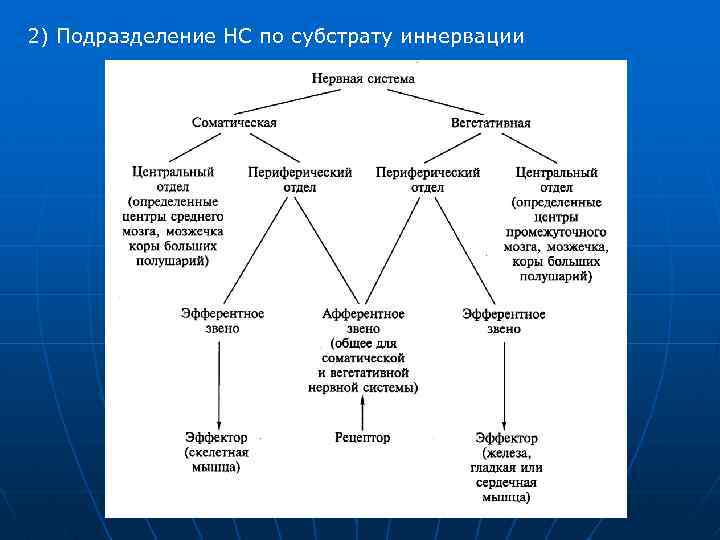 2) Подразделение НС по субстрату иннервации 