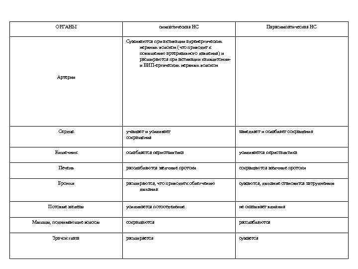 ОРГАНЫ симпатическая НС Парасимпатическая НС Суживаются при активации адренергических нервных волокон (что приводит к