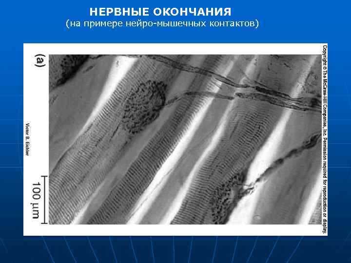 НЕРВНЫЕ ОКОНЧАНИЯ (на примере нейро мышечных контактов) 