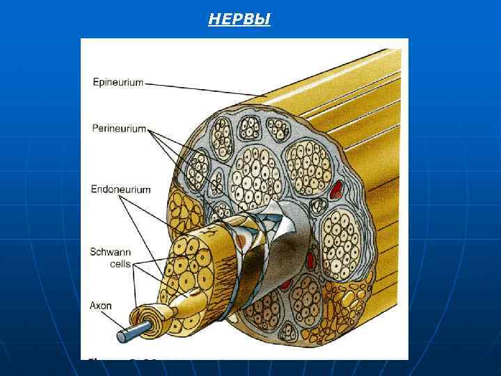 НЕРВЫ 