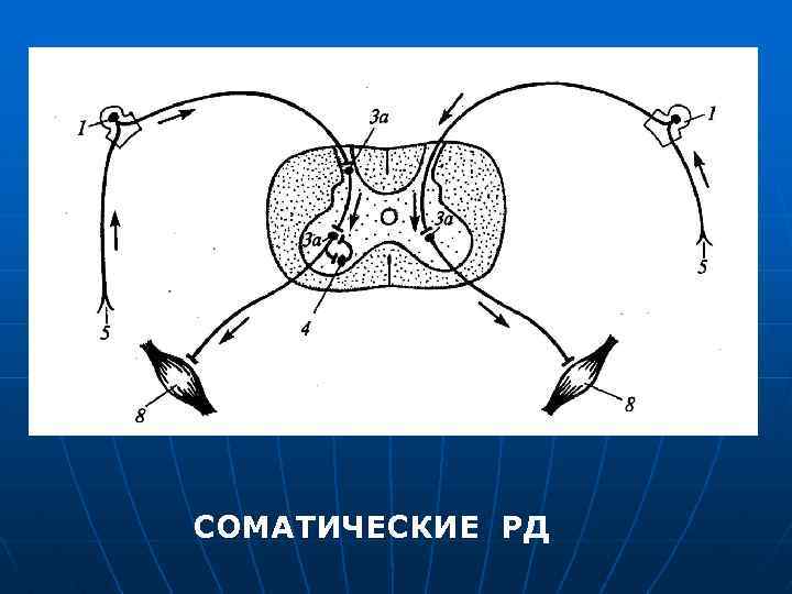СОМАТИЧЕСКИЕ РД 