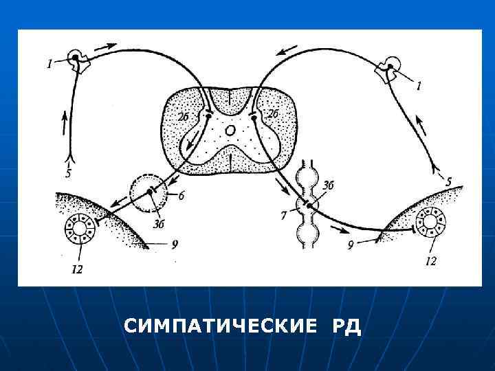 СИМПАТИЧЕСКИЕ РД 