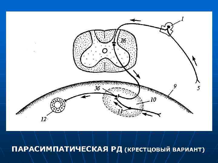 ПАРАСИМПАТИЧЕСКАЯ РД (КРЕСТЦОВЫЙ ВАРИАНТ) 