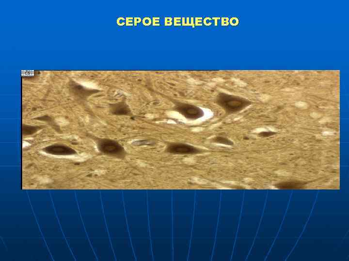 СЕРОЕ ВЕЩЕСТВО 