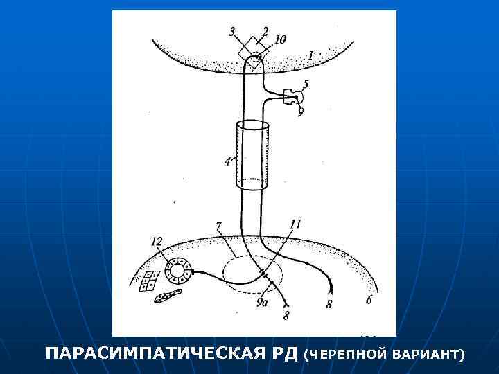 ПАРАСИМПАТИЧЕСКАЯ РД (ЧЕРЕПНОЙ ВАРИАНТ) 
