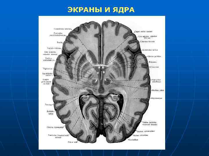 ЭКРАНЫ И ЯДРА 