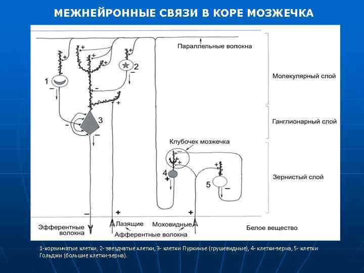 Схема основных межнейронных связей мозжечка