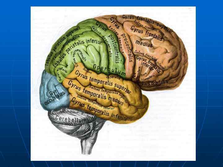 Центральная извилина мозга. Борозды и извилины коры больших полушарий. Извилины мозга. Изилиныголовного мозга. Название извилин в головном мозге.