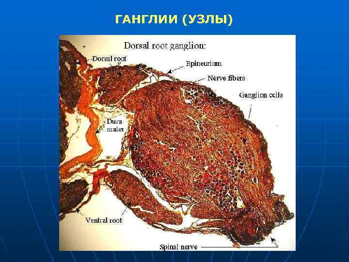 ГАНГЛИИ (УЗЛЫ) 