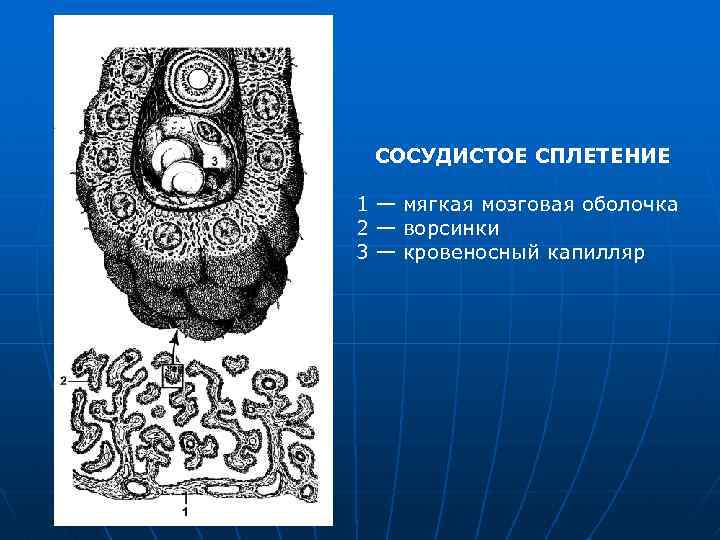 СОСУДИСТОЕ СПЛЕТЕНИЕ 1 — мягкая мозговая оболочка 2 — ворсинки 3 — кровеносный капилляр