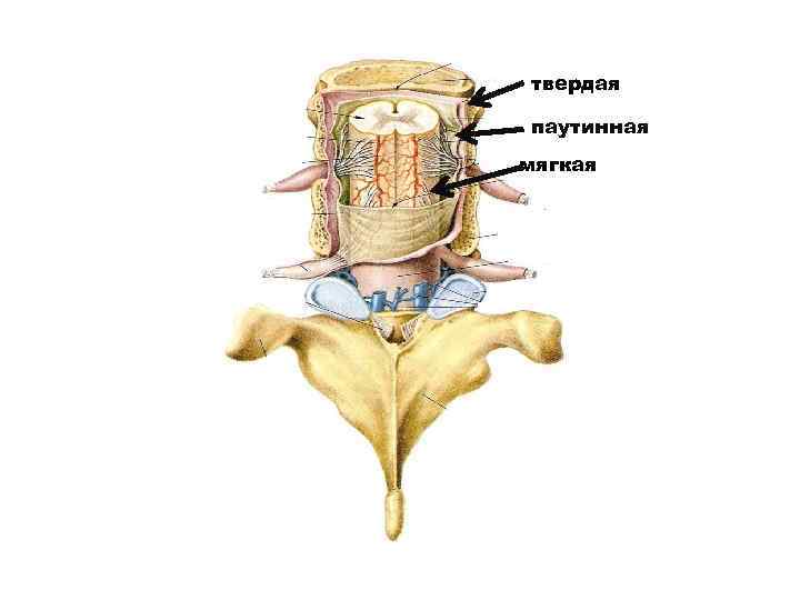 твердая паутинная мягкая 