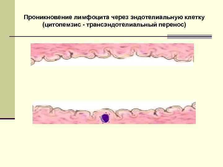 Проникновение лимфоцита через эндотелиальную клетку (цитопемзис - трансэндотелиальный перенос) 