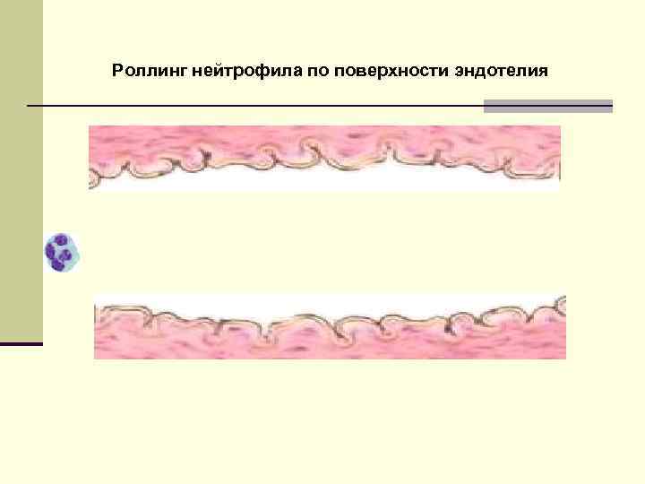 Роллинг нейтрофила по поверхности эндотелия 