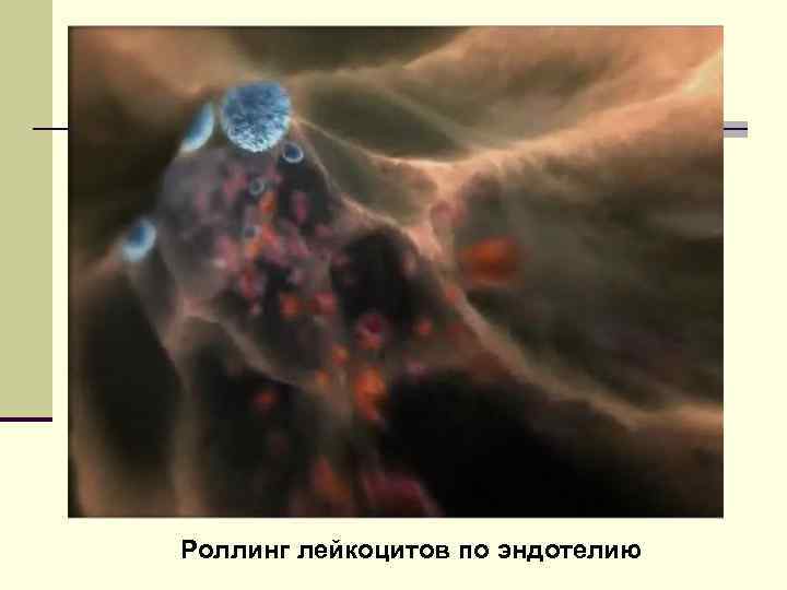 Роллинг лейкоцитов по эндотелию 