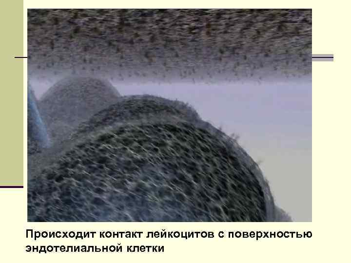 Происходит контакт лейкоцитов с поверхностью эндотелиальной клетки 