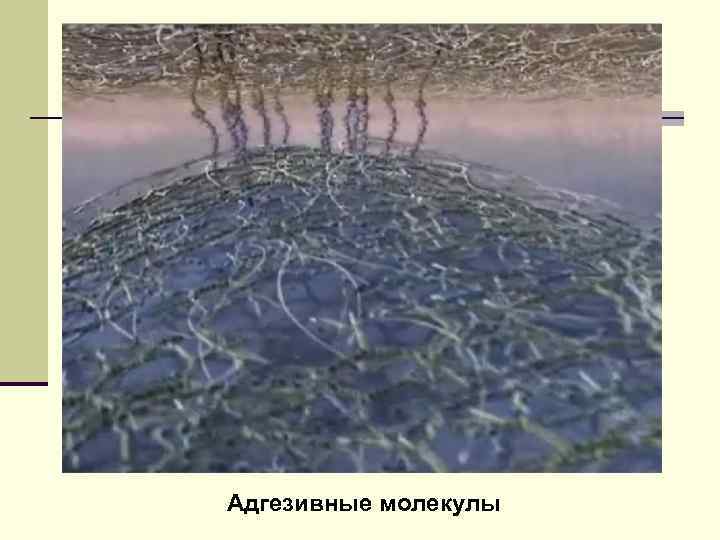 Адгезивные молекулы 