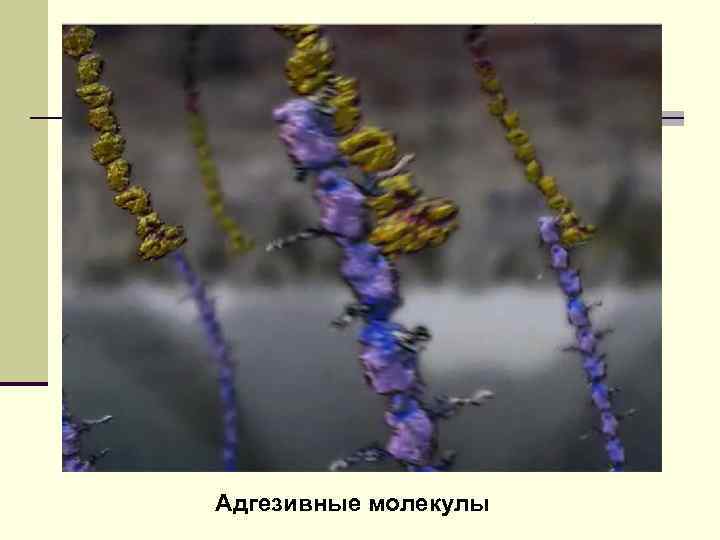 Адгезивные молекулы 