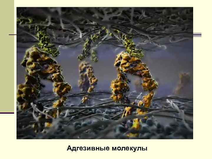 Адгезивные молекулы 