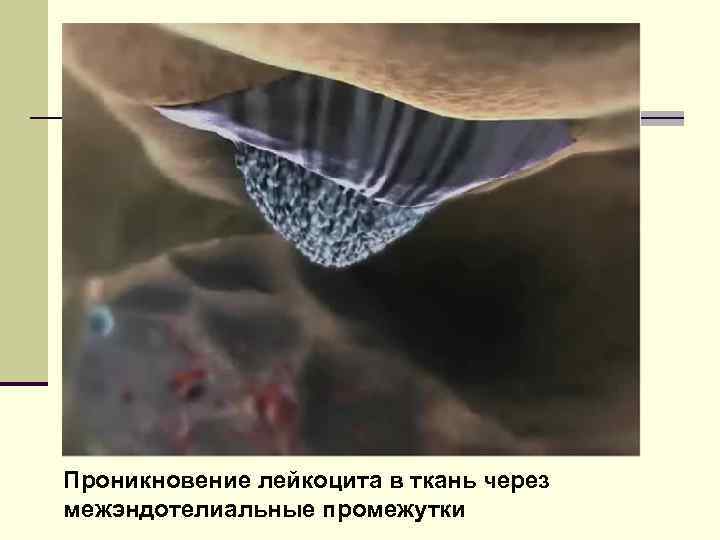 Проникновение лейкоцита в ткань через межэндотелиальные промежутки 