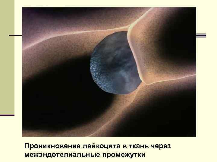 Проникновение лейкоцита в ткань через межэндотелиальные промежутки 