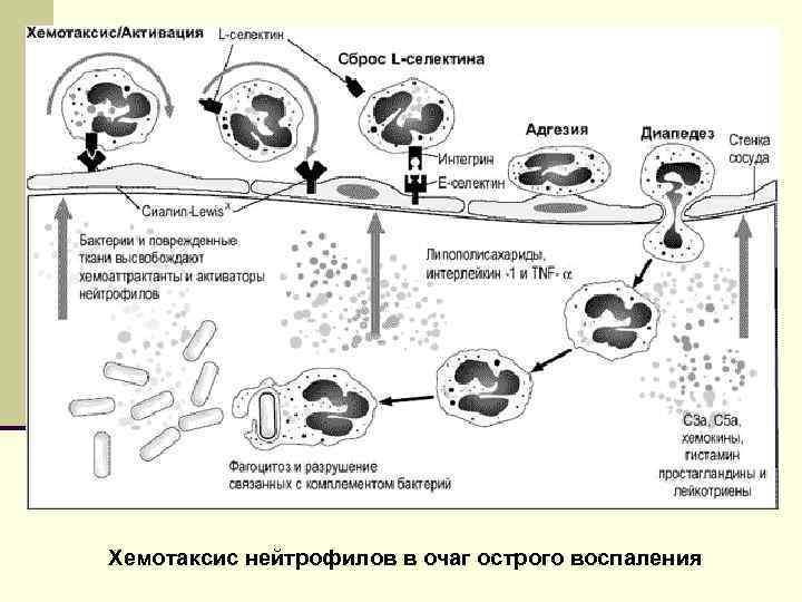 Хемотаксис нейтрофилов в очаг острого воспаления 