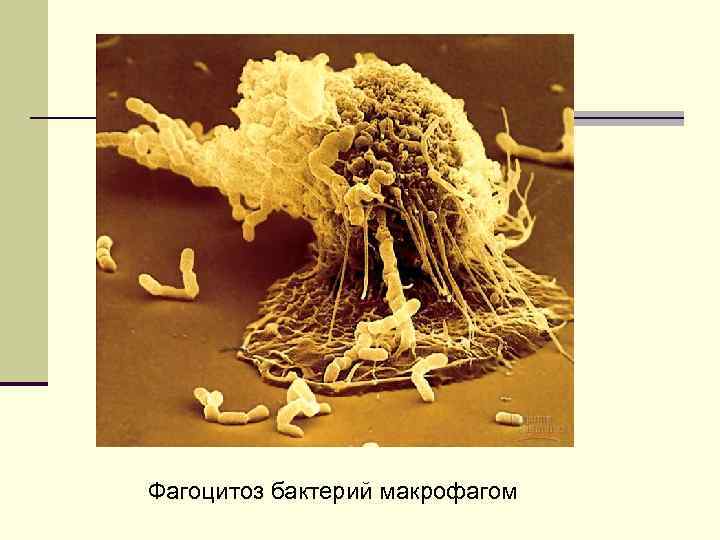 Фагоцитоз бактерий макрофагом 