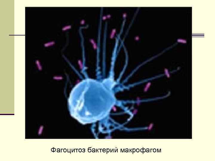 Фагоцитоз бактерий макрофагом 