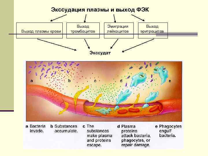 Уреаплазма схема лечения