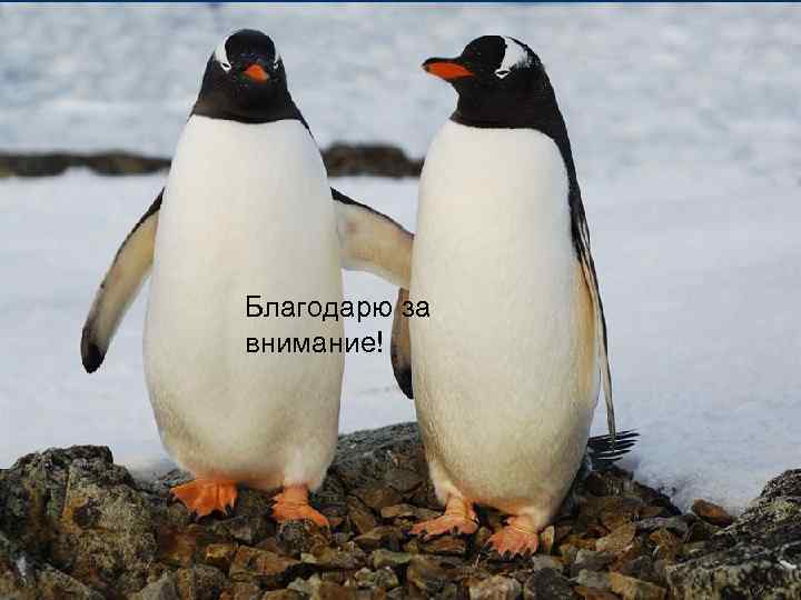 Благодарю за внимание! 