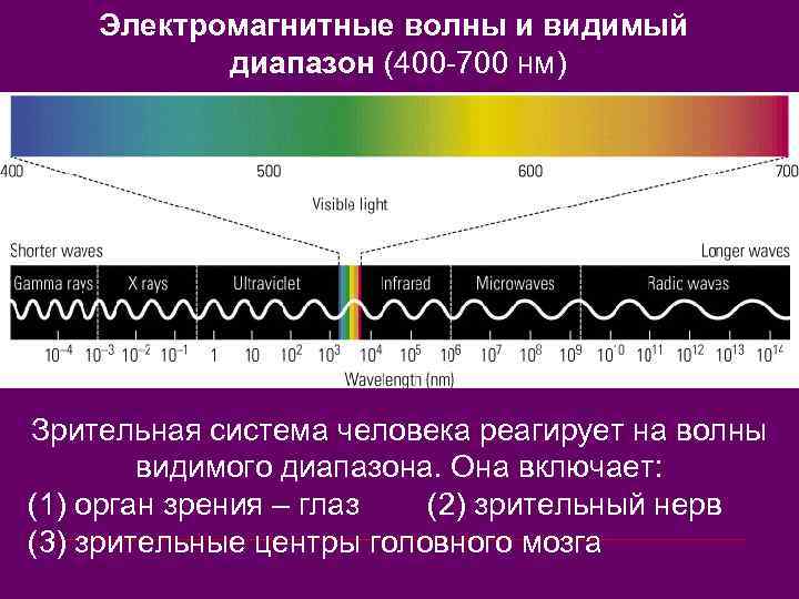 Электромагнитные волны и видимый диапазон (400 -700 нм) Зрительная система человека реагирует на волны