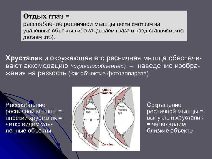 Отдых глаз = расслабление ресничной мышцы (если смотрим на удаленные объекты либо закрываем глаза