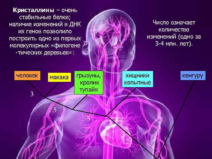 Кристаллины – очень стабильные белки; наличие изменений в ДНК их генов позволило построить одно