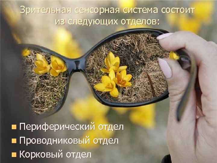 Зрительная ceнсорная система состоит из следующих отделов: n Периферический отдел n Проводниковый отдел n