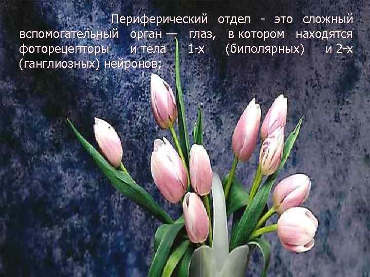  Периферический отдел - это сложный вспомогательный орган — глаз, в котором находятся фоторецепторы