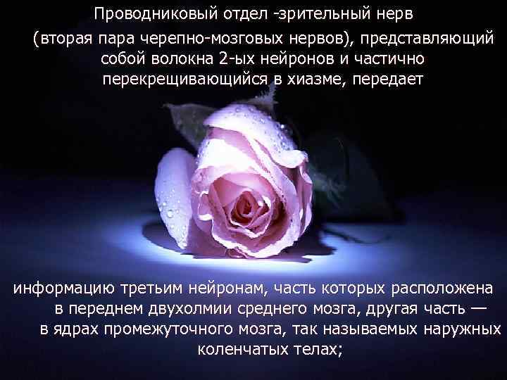 Проводниковый отдел -зрительный нерв (вторая пара черепно-мозговых нервов), представляющий собой волокна 2 -ых нейронов