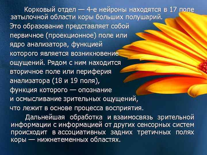  Корковый отдел — 4 -е нейроны находятся в 17 поле затылочной области коры