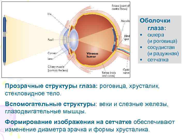 Оболочки глаза: § склера (и роговица) § сосудистая (и радужная) § сетчатка Прозрачные структуры