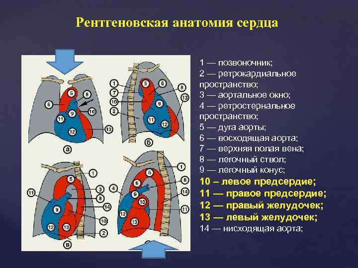 Рентгеновская анатомия сердца 1 — позвоночник; 2 — ретрокардиальное пространство; 3 — аортальное окно;