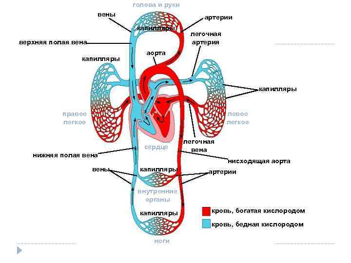 Вены кругов кровообращения