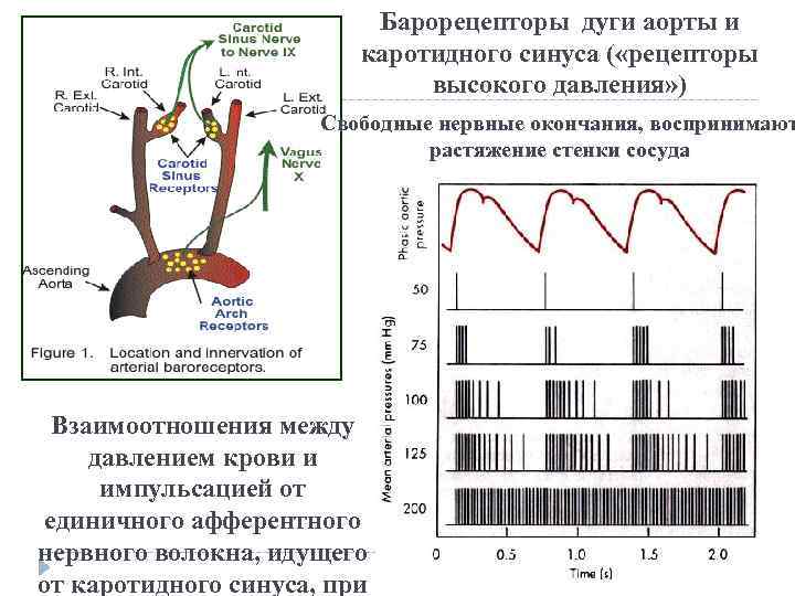 Барорецепторы дуги аорты