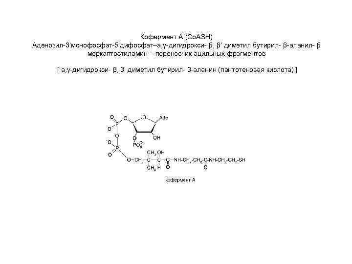 Кофермент А (Co. ASH) Аденозил-3’монофосфат-5’дифосфат–a, γ-дигидрокси- β, β’ диметил бутирил- β-аланил- β меркаптоэтиламин –