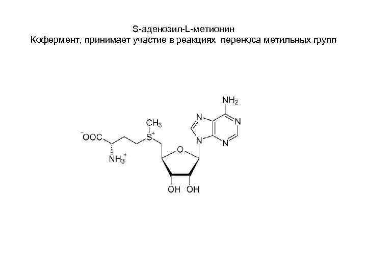 S-аденозил-L-метионин Кофермент, принимает участие в реакциях переноса метильных групп 