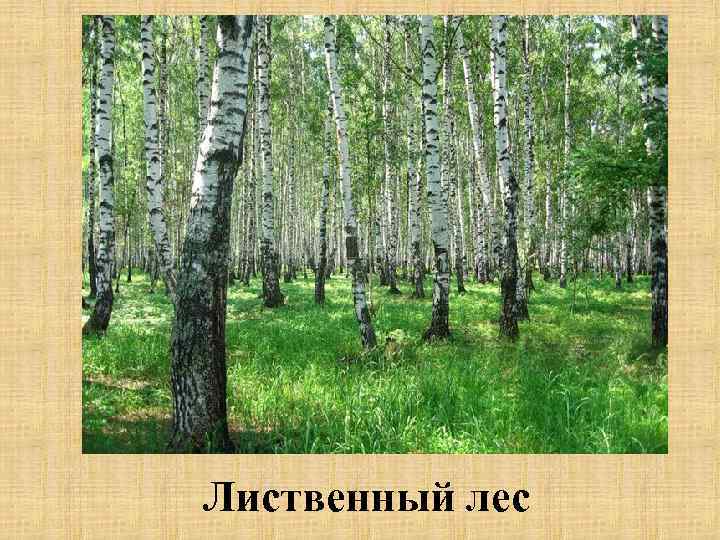 Лиственный лес 