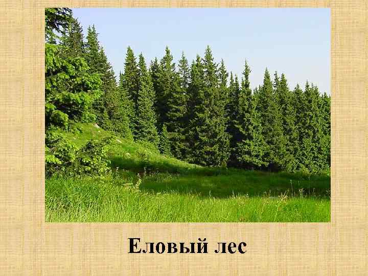 Еловый лес 