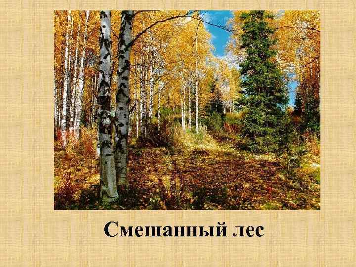 Смешанный лес 