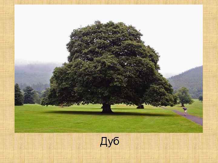 Дуб 