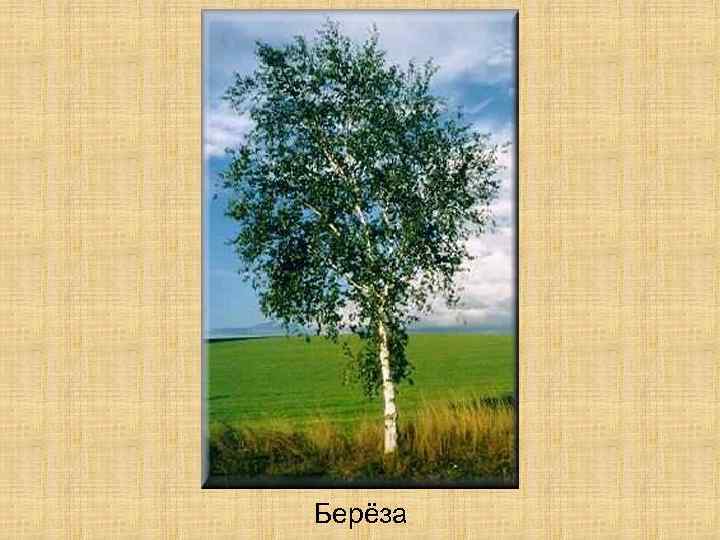 Берёза 